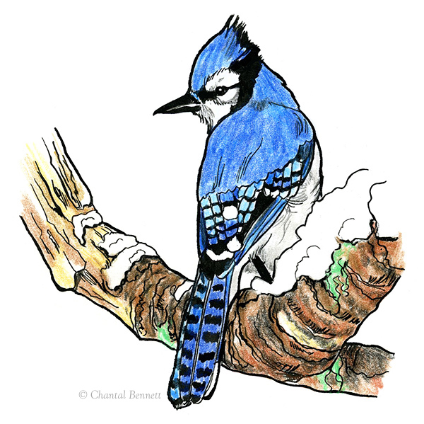 bluejay_web